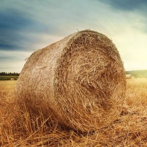 Ronde baal stro (diameter 1,50 m)